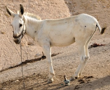 BGSaltnes-Sateh_al_Bahr_2014-09-24-17