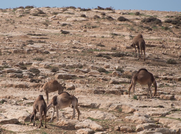 2015_11_19_kameler